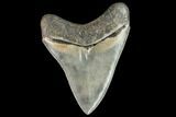 Serrated, Fossil Megalodon Tooth - Beautiful Tooth #112605-2